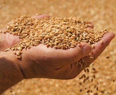 Росія не скупилася на зерно для китайців