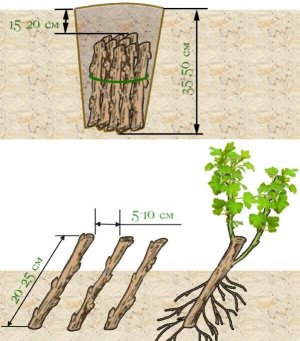 Розмноження живцями