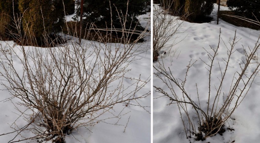 Агрус взимку