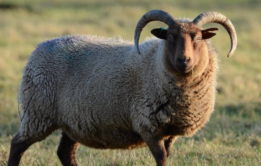 Щасливі володарі «ленінградських гектарів» готові приступити до вирощування кіз, баранів, малини і часнику Щасливі володарі «ленінградських гектарів» готові приступити до вирощування кіз, баранів, малини і часнику