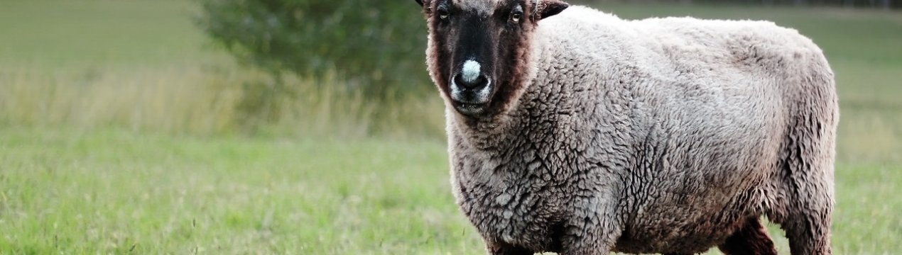 Фермери Уельсу починають розводити африканських овець