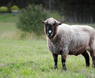 Фермери Уельсу починають розводити африканських овець