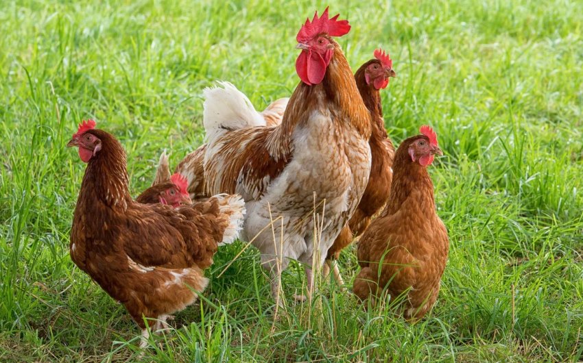 Щоб підвищити ціни, Індонезія выбраковывает курей Щоб підвищити ціни, Індонезія выбраковывает курей