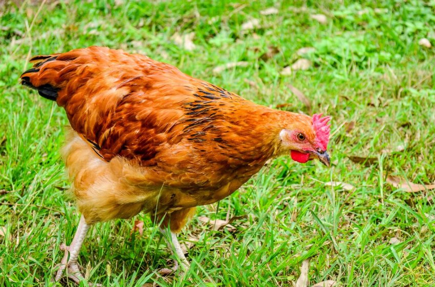 Щоб підвищити ціни, Індонезія выбраковывает курей Щоб підвищити ціни, Індонезія выбраковывает курей