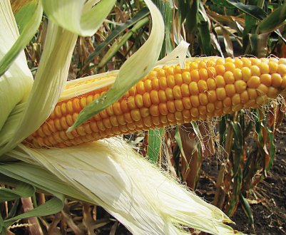 Індійський MMTC в сьомий раз відкладає тендер на закупівлю кукурудзи 