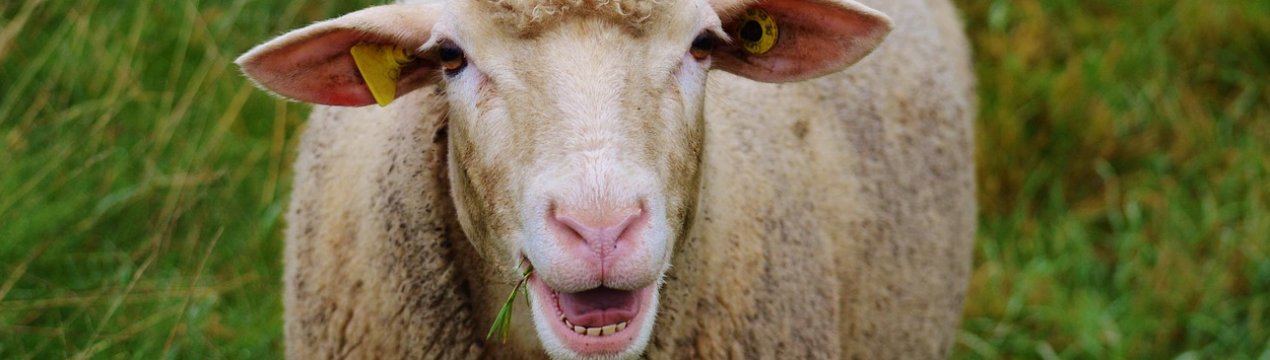 Ірландські вівчарі звертаються за допомогою за цінами на шерсть