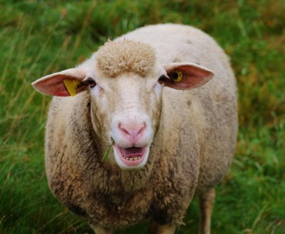 Ірландські вівчарі звертаються за допомогою за цінами на шерсть