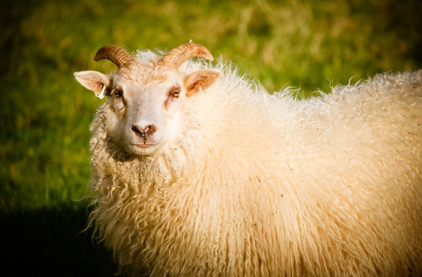 Ірландські вівчарі звертаються за допомогою за цінами на шерсть