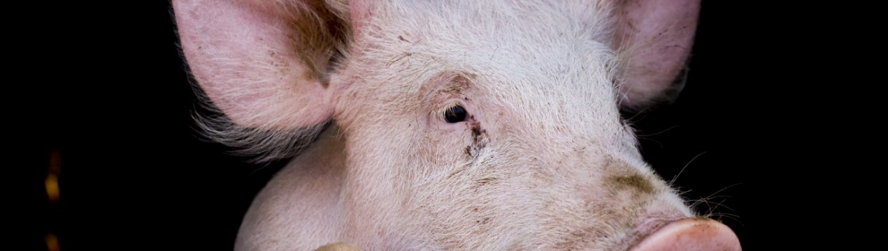 Zoetis полчила схвалення Європейської комісії на варіації вакцини проти Репродуктивно-респіраторного синдрому свиней