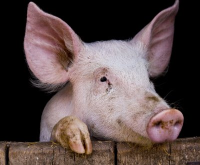 Zoetis полчила схвалення Європейської комісії на варіації вакцини проти Репродуктивно-респіраторного синдрому свиней