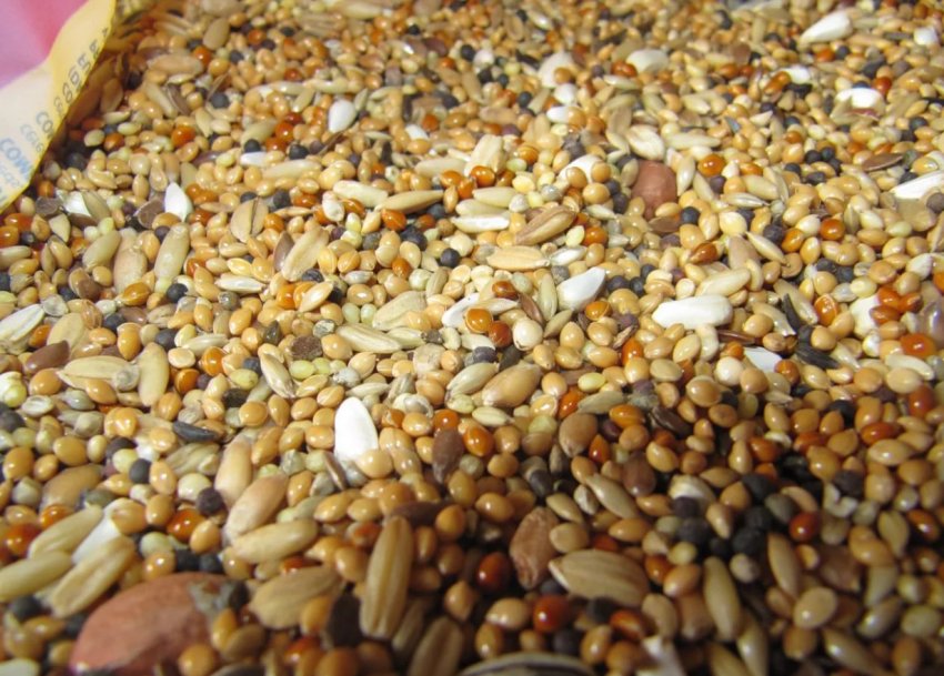 BP Ventures інвестує в технологію виробництва кормів для тварин з природного газу BP Ventures інвестує в технологію виробництва кормів для тварин з природного газу