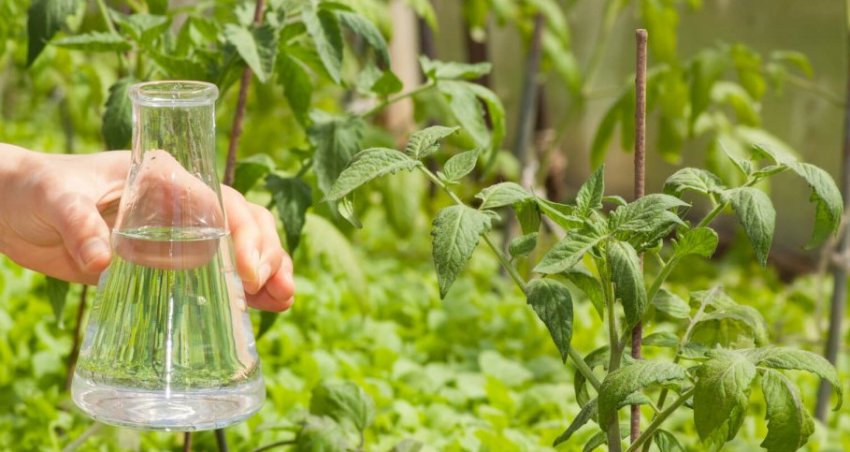 Підживлення томатів Підживлення томатів