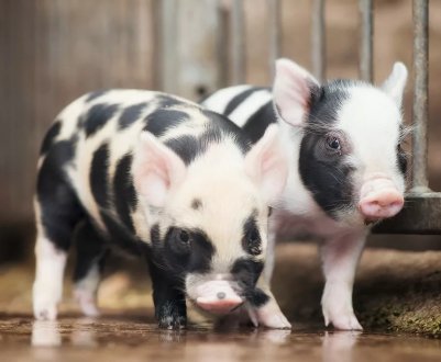 АЧС стрімко поширюється по Азії