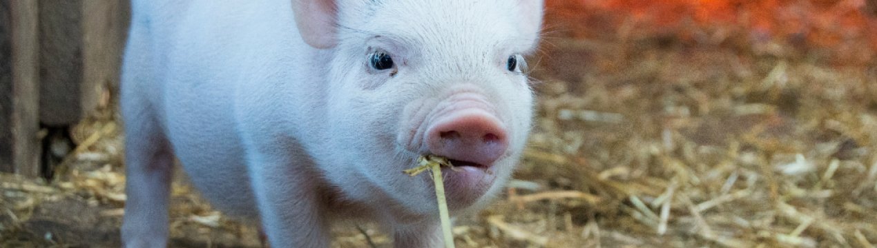 Майбутнє однієї з найрідкісніших порід свиней у Великобританії забезпечено