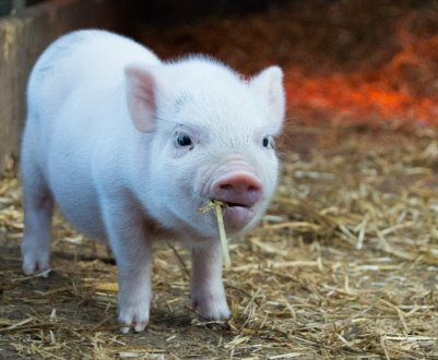 Майбутнє однієї з найрідкісніших порід свиней у Великобританії забезпечено