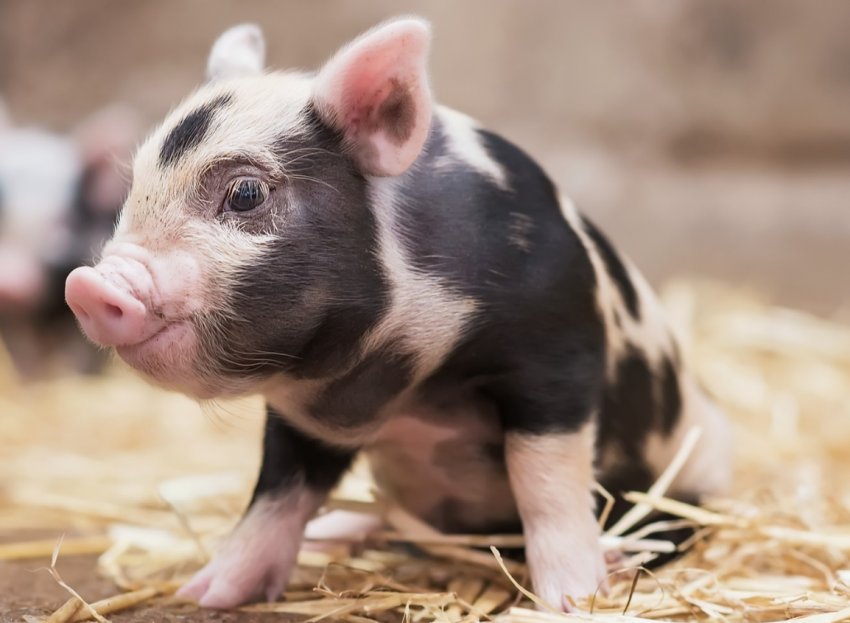 Майбутнє однієї з найрідкісніших порід свиней у Великобританії забезпечено Майбутнє однієї з найрідкісніших порід свиней у Великобританії забезпечено