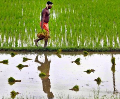 Слабкі мусонні дощі в Індії викликають побоювання за врожай