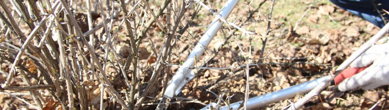 Весняна обрізка і омолодження агрусу для початківців
