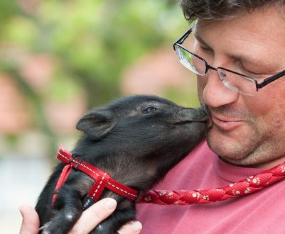 В Україні змінився порядок ідентифікації та реєстрації свиней