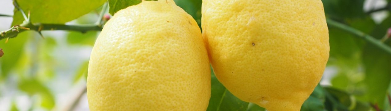 Гігантські вирощує лимони фермер з Одеси