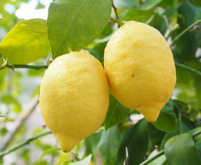 Гігантські вирощує лимони фермер з Одеси