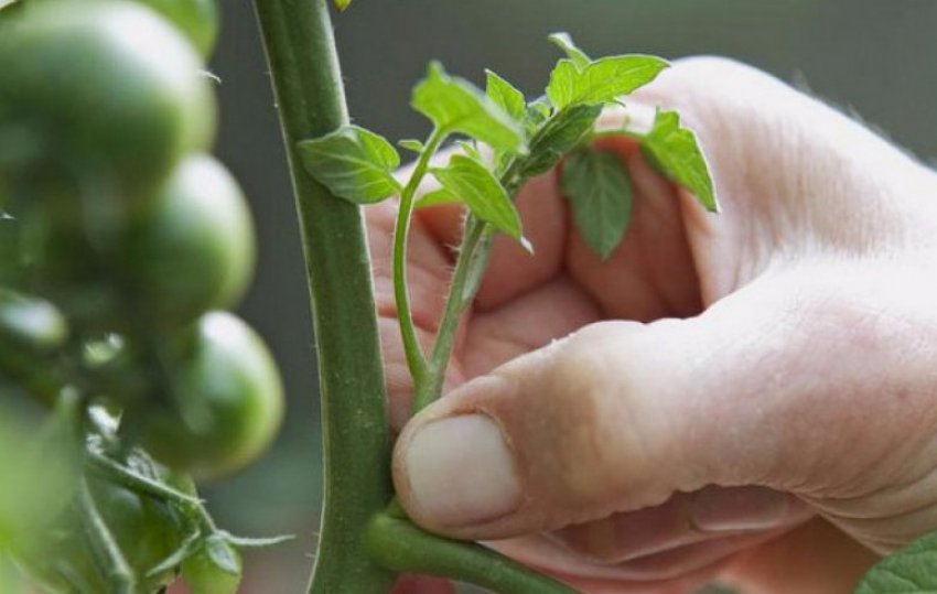 Пасинкування помідорів Пасинкування помідорів