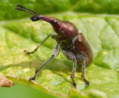 Чим обробити смородину від довгоносика