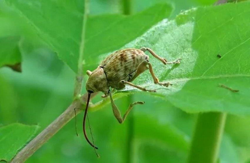 Довгоносик длиннохоботный Довгоносик длиннохоботный