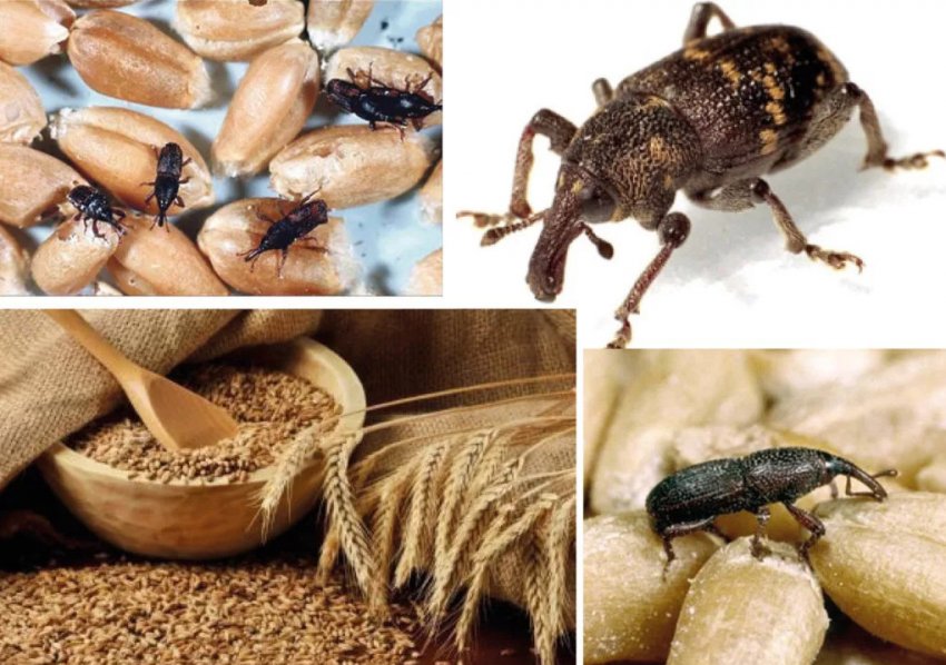 Довгоносик домашній Довгоносик домашній