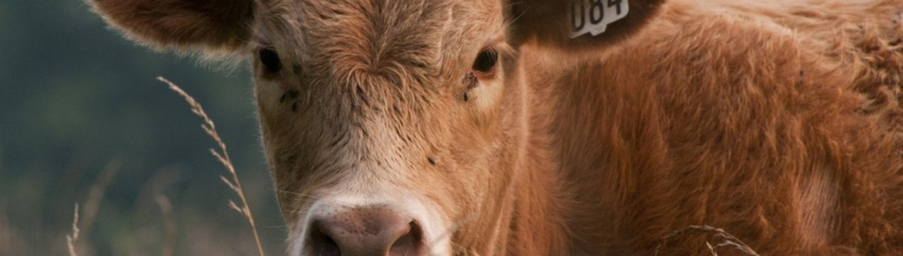 В Ірландії відзначено зростання експорту живої худоби