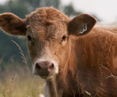 В Ірландії відзначено зростання експорту живої худоби