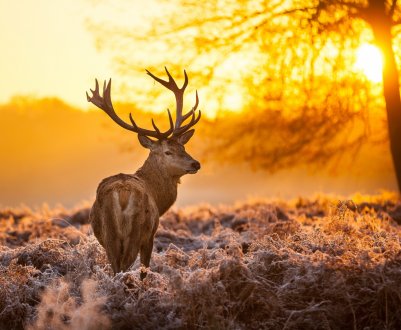 Російська оленина закохує в себе німців