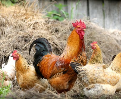 Бурятські птахівники відзначають ювілей форуму «Байкал»