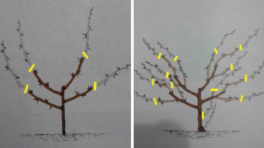 Класичний спосіб формування куща агрусу Класичний спосіб формування куща агрусу