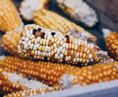 Кормова кукурудза в Росії продовжує дорожчати