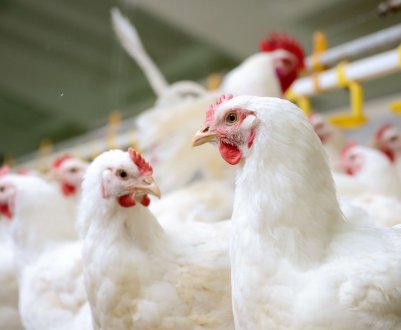 За перші п'ять місяців російські бройлери подешевшали майже на шість відсотків