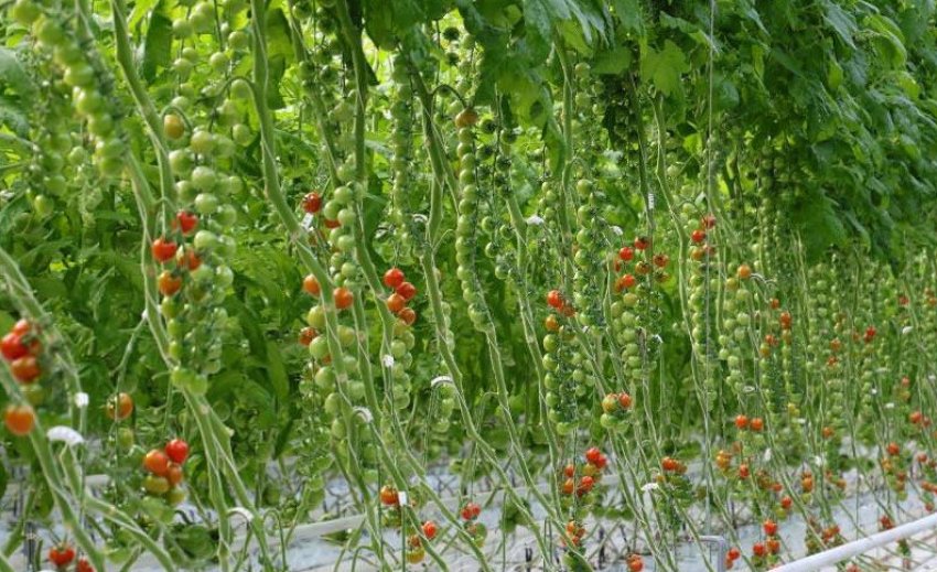Підв'язування кущів Підв'язування кущів
