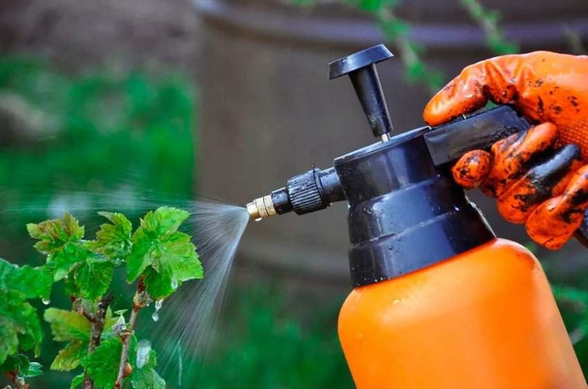 Обприскування смородини Обприскування смородини