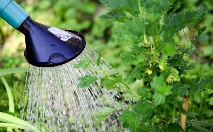 Обробка смородини дощуванням Обробка смородини дощуванням