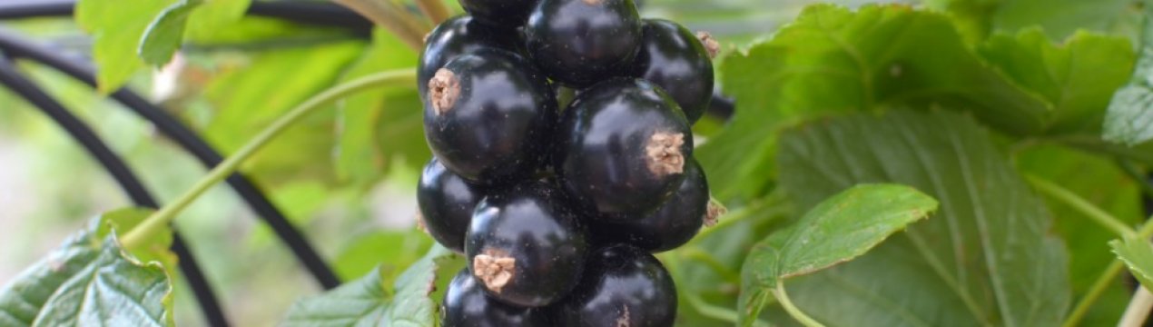 Черная смородина вернисаж описание сорта фото. . Черная смородина вернисаж описание сорта фото фото. Черная смородина вернисаж описание сорта фото-. картинка Черная смородина вернисаж описание сорта фото. картинка . По Москве и Области 1000 рублей. По России доставляем ТК
