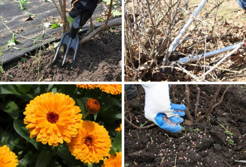 Профілактика появи довгоносиків Профілактика появи довгоносиків