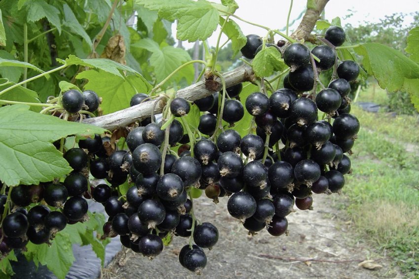 Смородина чорна Дзеркальна Смородина чорна Дзеркальна