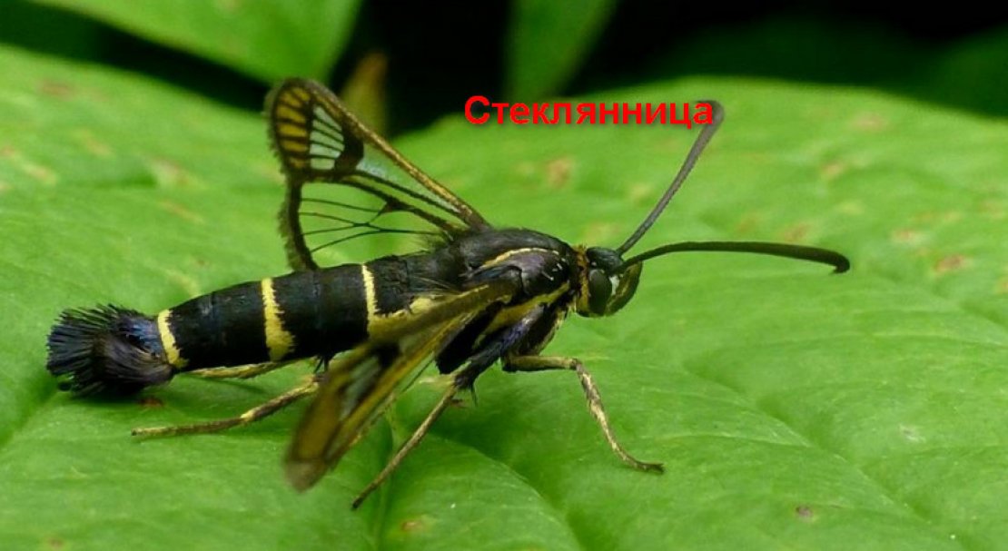 Смородина черная сорта престиж смородина. . Смородина черная сорта престиж смородина фото. Смородина черная сорта престиж смородина-. картинка Смородина черная сорта престиж смородина. картинка . Забота о каждом клиенте!