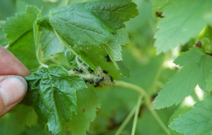 Попелиця на листках смородини Попелиця на листках смородини