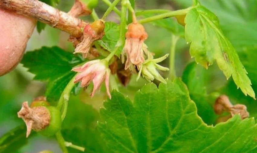 Махровість смородини Махровість смородини