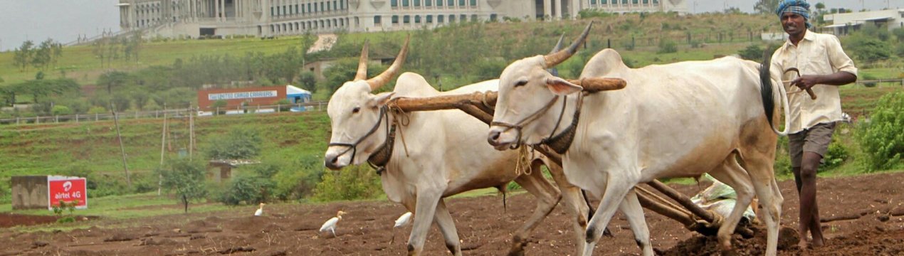 США та Австралія ставлять під сумнів нову схему підтримки сільськогосподарського сектора Індії