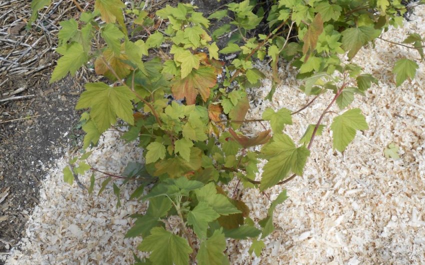 Мульчування смородини Мульчування смородини