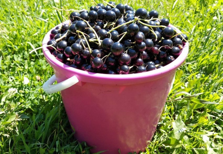 Збір врожаю смородини Збір врожаю смородини