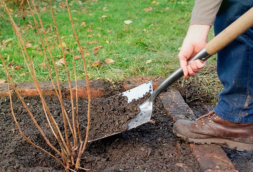 Місце і грунт під посадку смородини