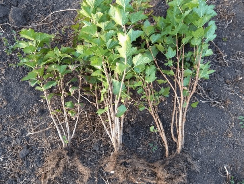 Саджанці смородини